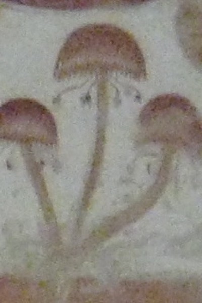 Les Méduses (Roman)